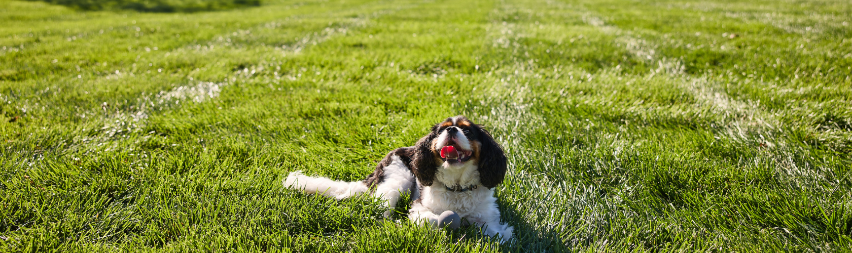 Dog in the Grass