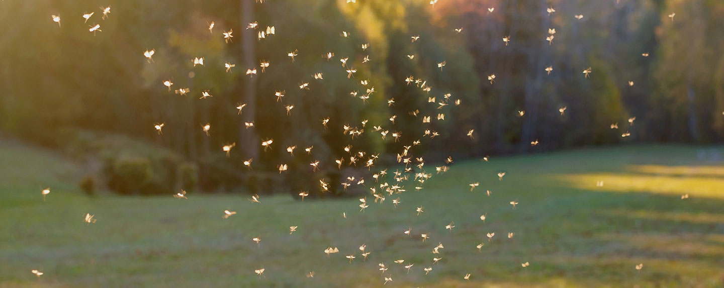 mosquitos in garden