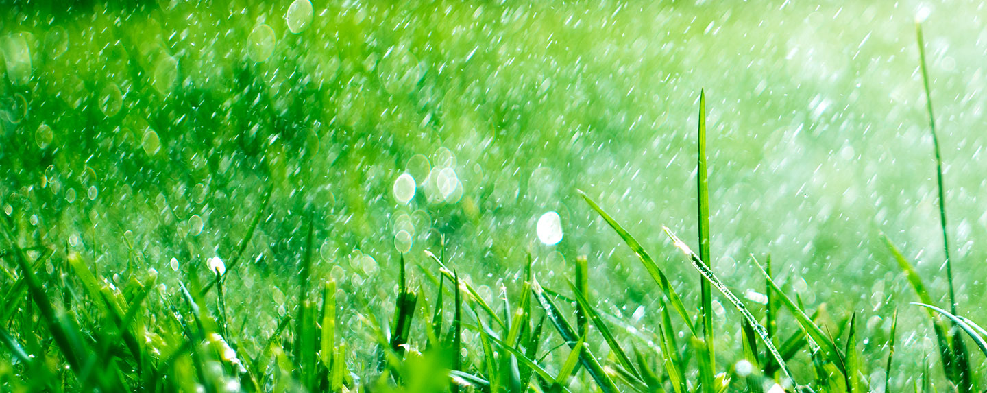 watering grass