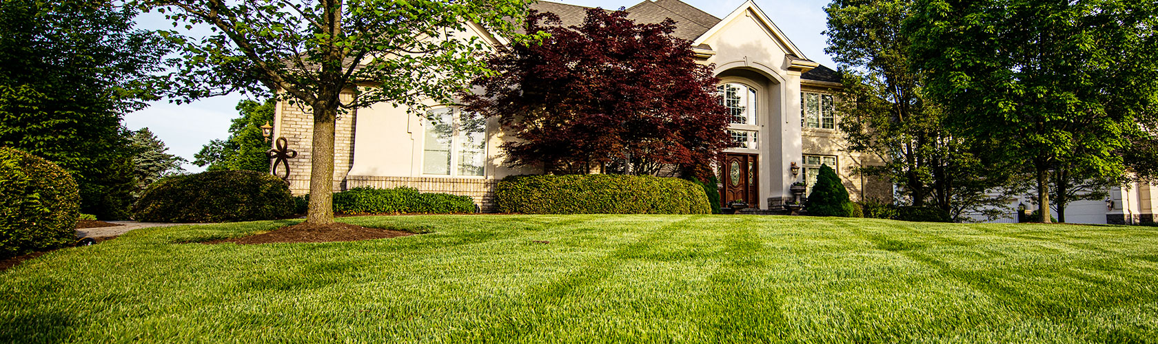 lawn in front of house