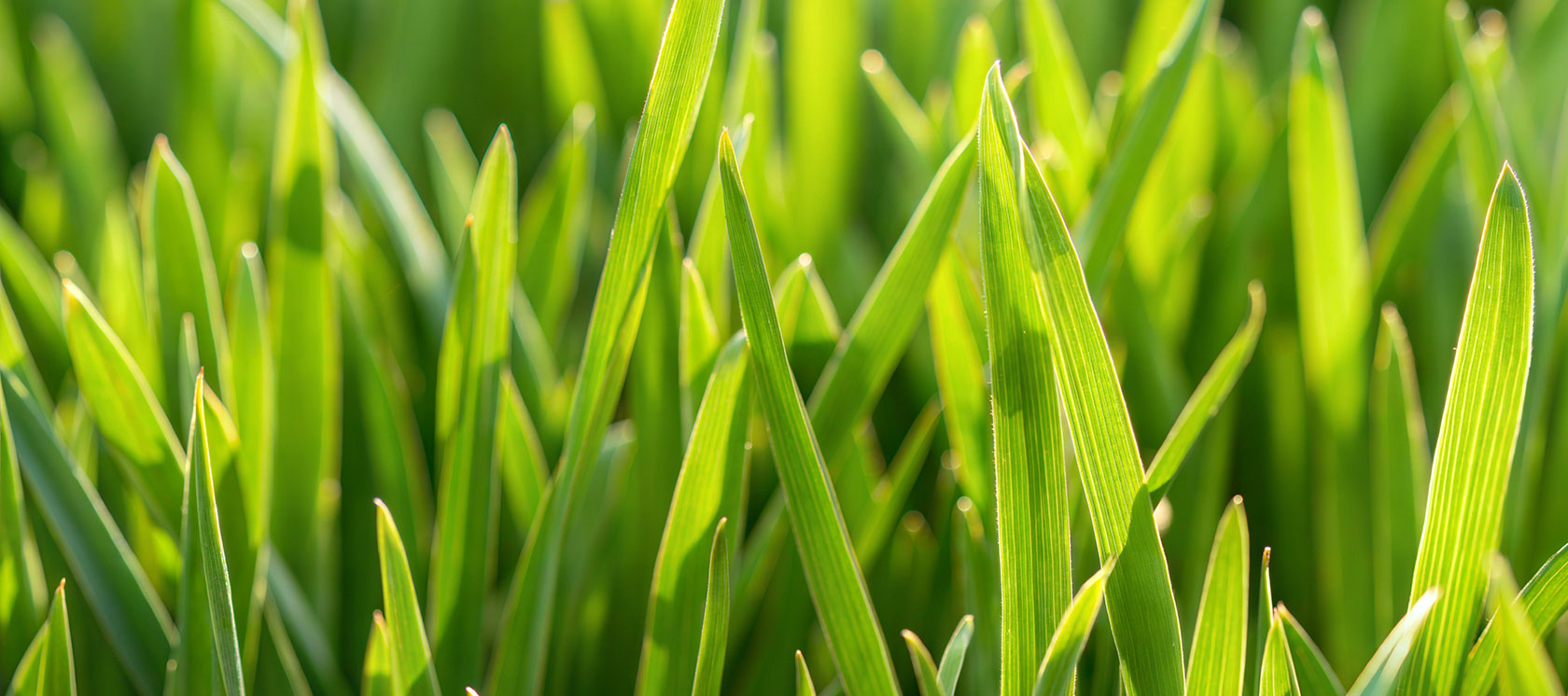 lush green lawn