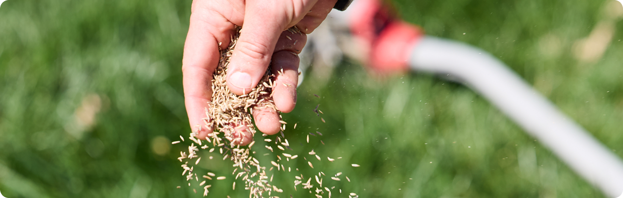 seeding a lawn