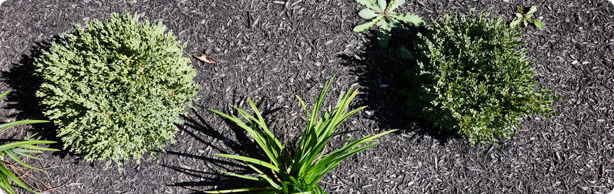 Weeds in ground