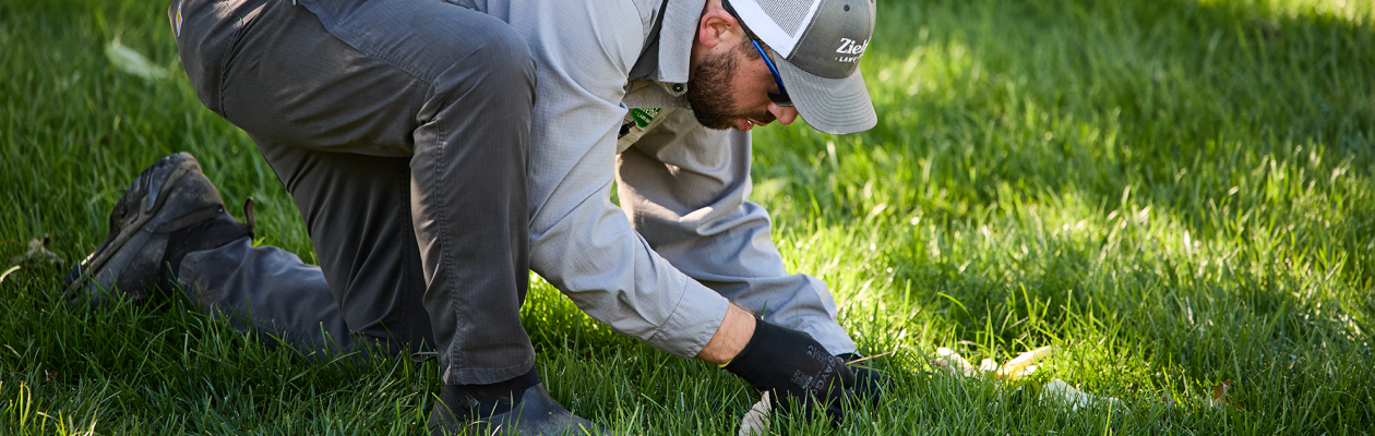 Man inspecting lawn for Grubs