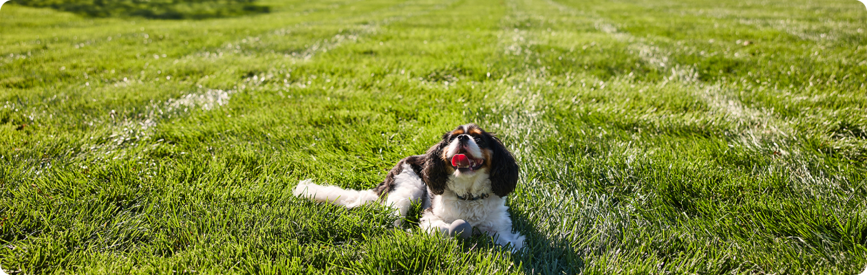 Dog on lawn