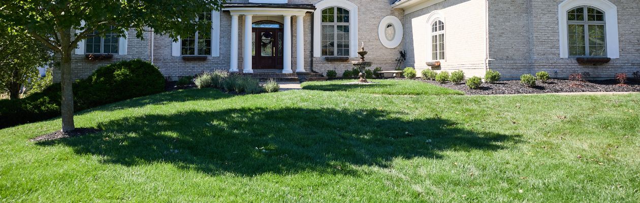 Yard with Grass and Trees