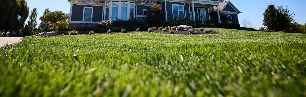 Grass with Sun Shining 