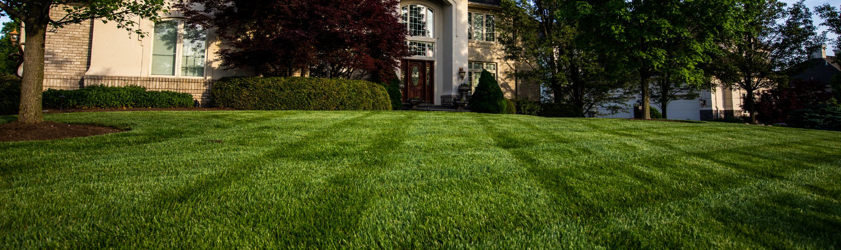 Front Yard with Grass and Trees