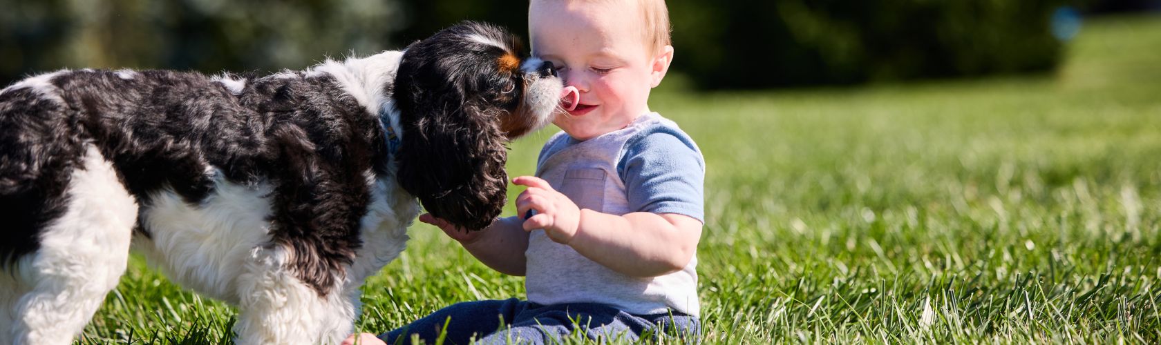 Dog and Baby In The Grass