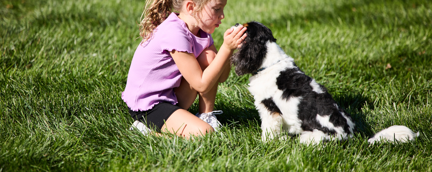 Green Grass and Healthy Lawn