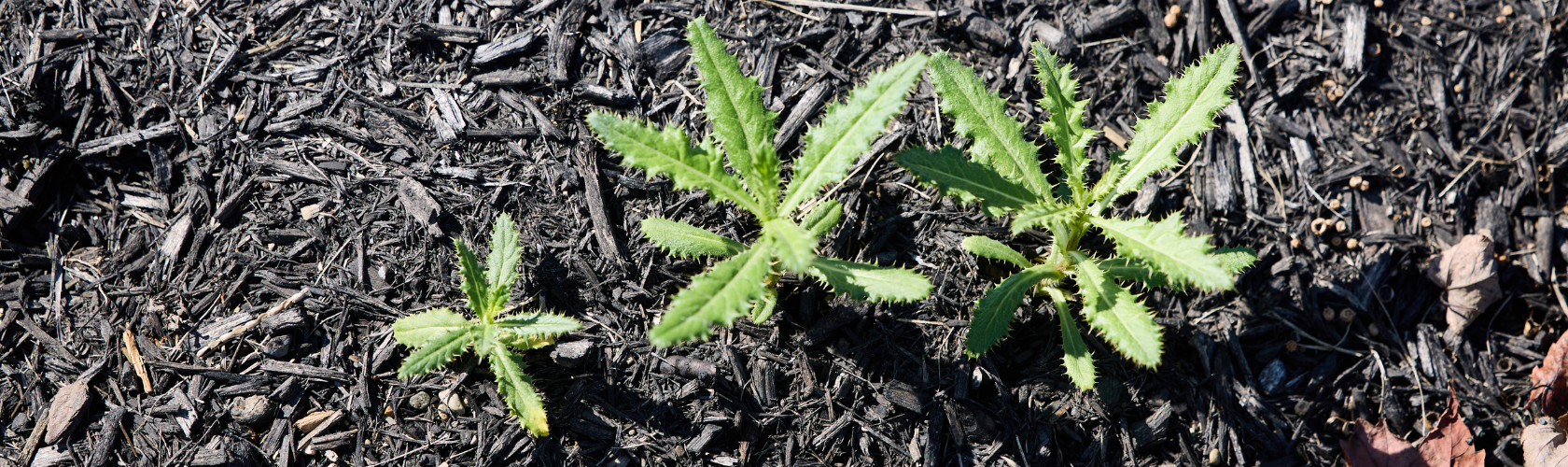 Weeds in Landscape Beds