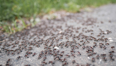 Ants on Ground