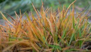 Grass Rust