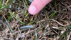 army worm in grass