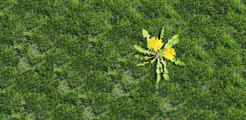 lawn with weeds