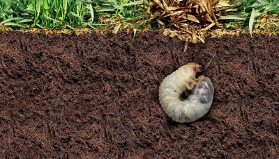 grub in dirt