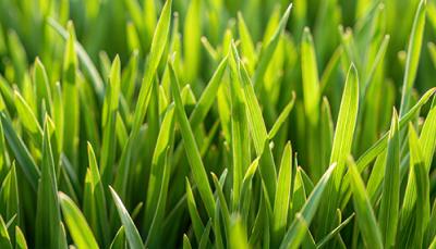 lush blades of grass