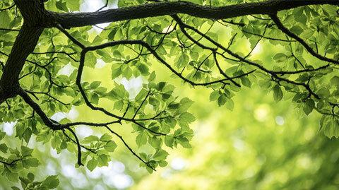 Tree with sunlight coming through leaves