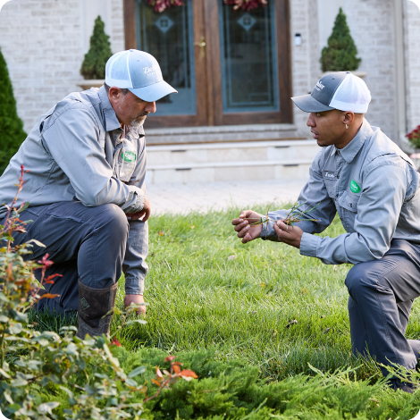 two technicians reviewing grass 