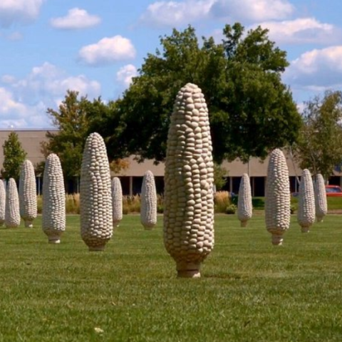 Field of Corn