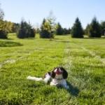 Ant, Flea, and Tick Preventative Treatment