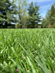 Green Grass