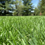 Grass