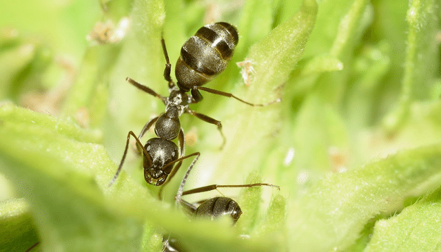 Fleas, Ticks, And Ants