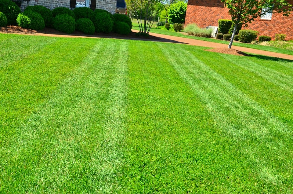 Lawn Care in Ashley Place